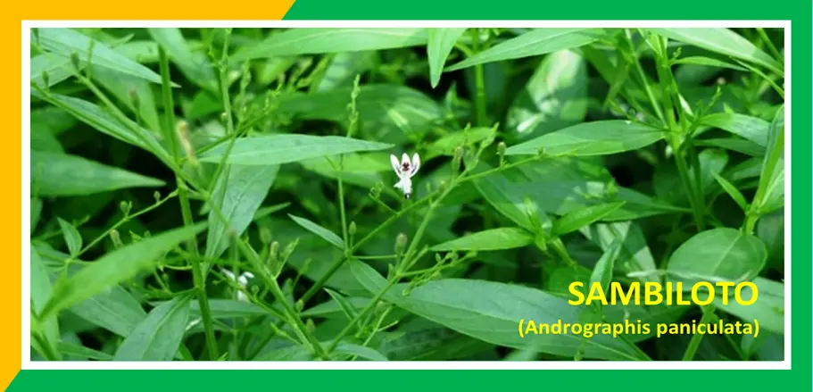 Ajaibnya Tumbuhan Sambiloto Rahasia Kesehatan Alami!