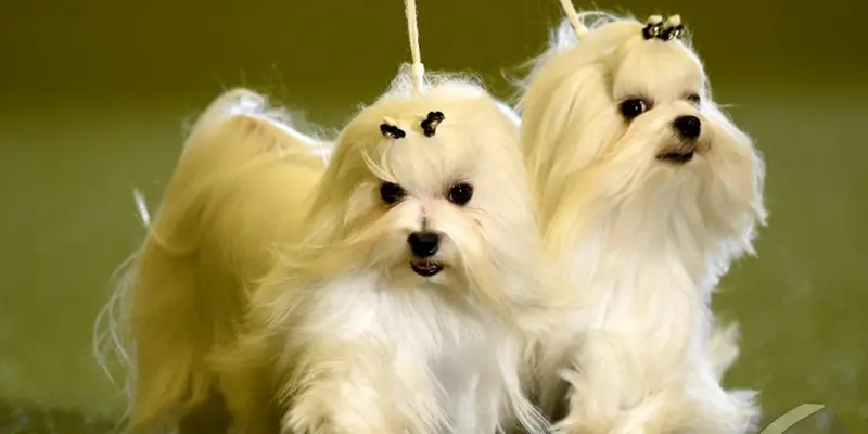 Apa itu Hewan Peliharaan