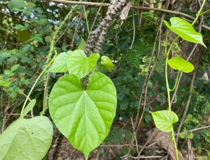 Brotowali Rahasia Sehat Alami yang Jarang Diketahui!