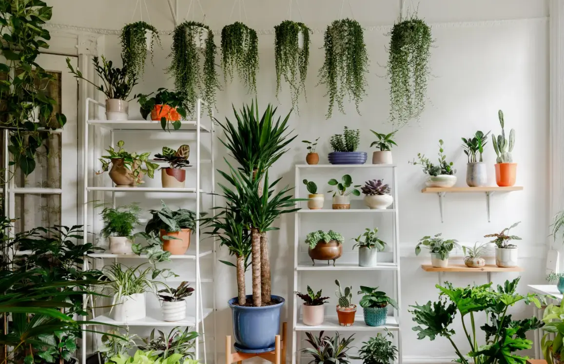 Budayakan Kreativitas Tanaman Hias Estetik di Rumah!