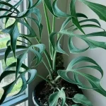 Janda Bolong: Pesona Tanaman Hias yang Sedang Hits!