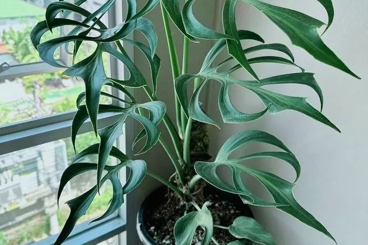 Janda Bolong: Pesona Tanaman Hias yang Sedang Hits!