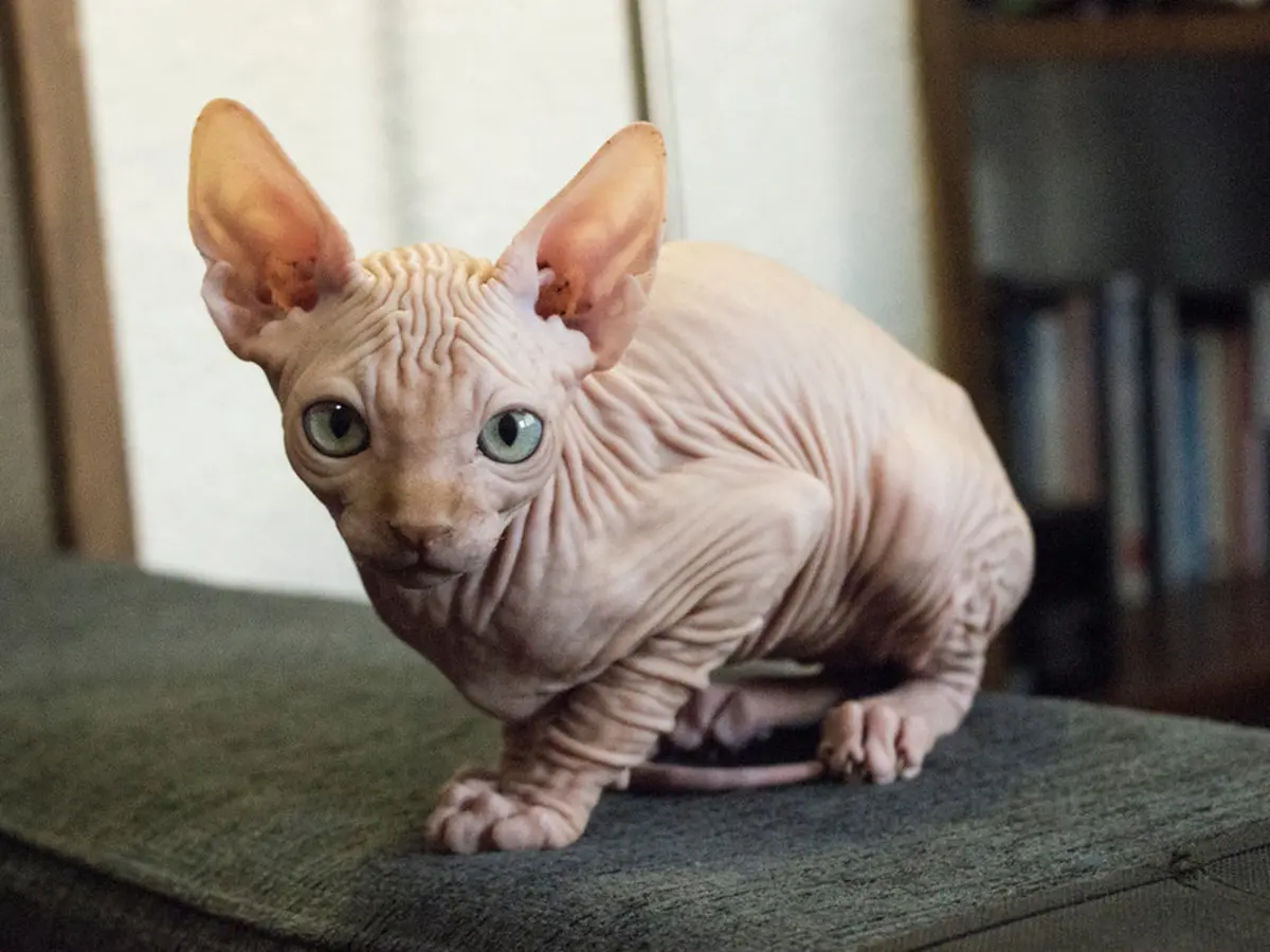 Kucing Sphynx: Si Kucing Botak yang Lucu! Tips Merawatnya