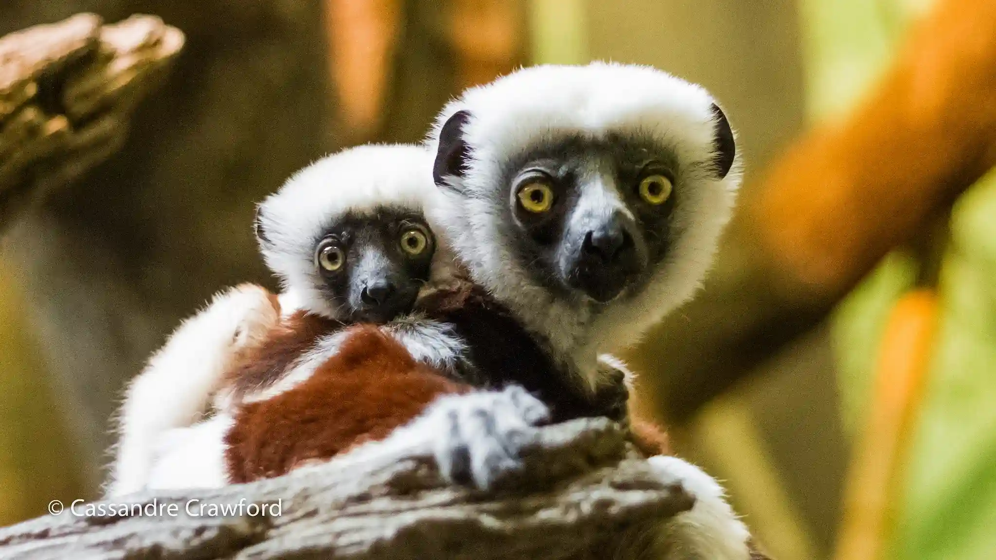 Pelestarian Sifaka Melindungi Permata Alam Madagaskar