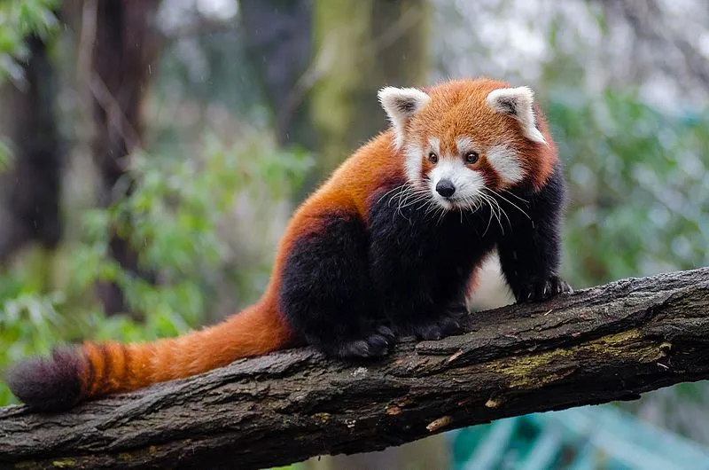 Pelestarian dan Keindahan Hewan Red Panda