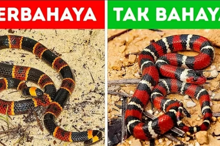 Perbedaan Jenis Ular Berbisa dan Ular Tidak Berbisa
