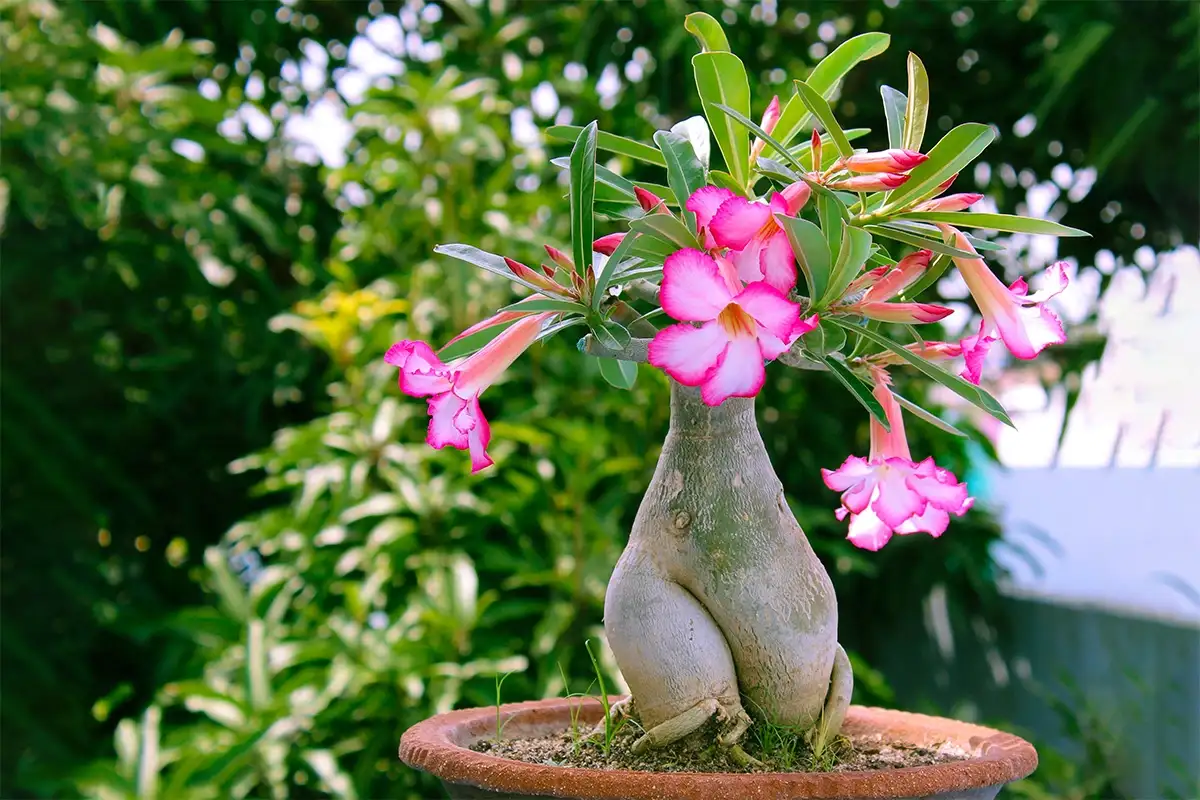 Rahasia Merawat Bunga Kamboja Jepang