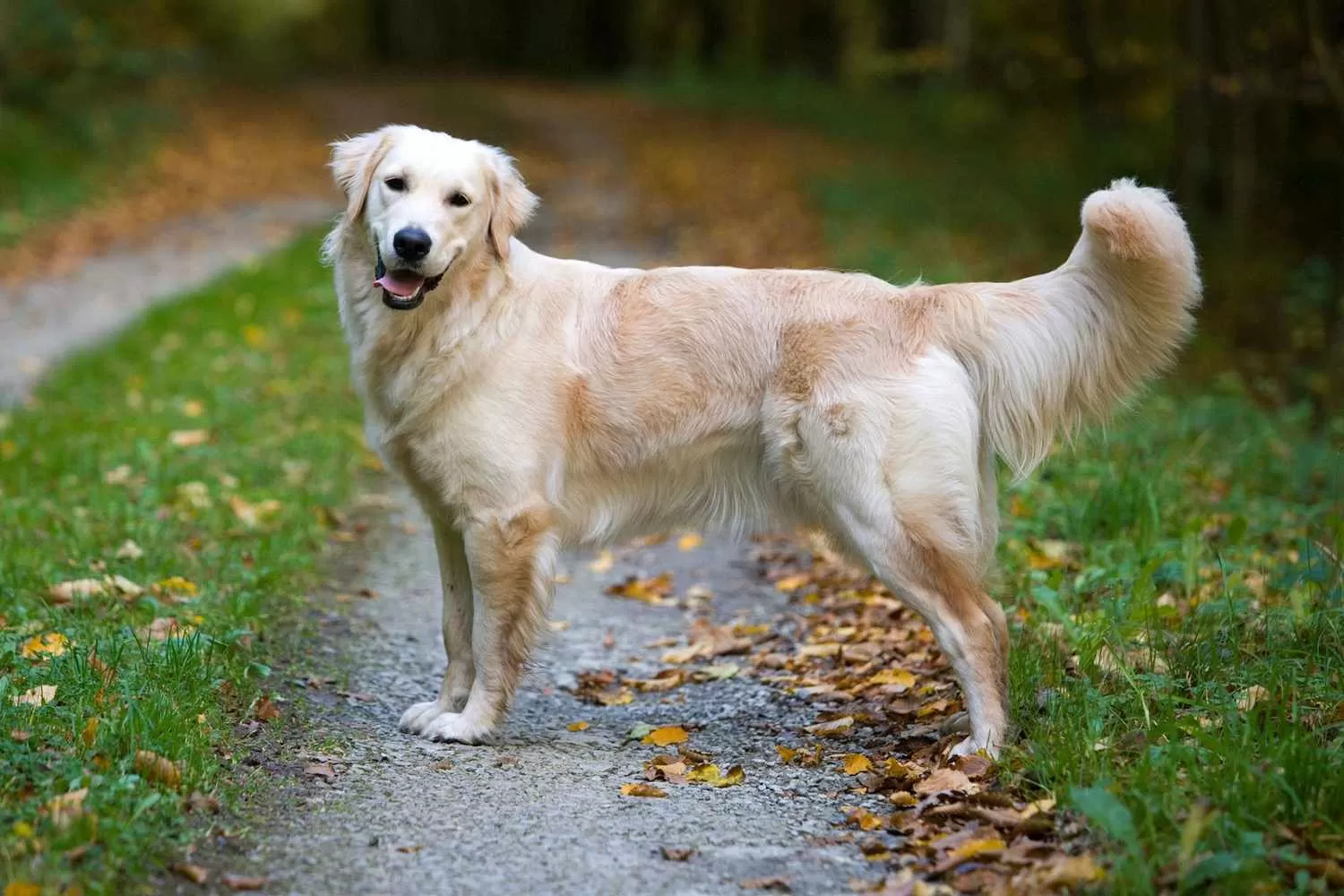 Rahasia Merawat Golden Retriever