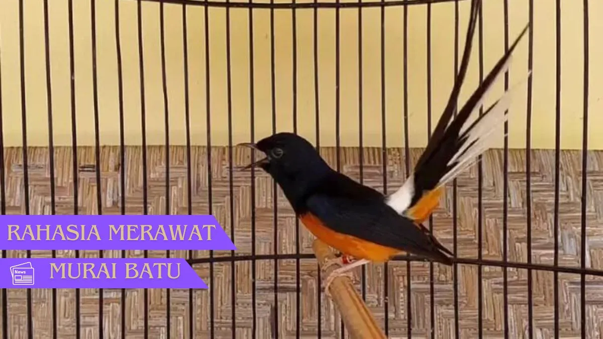 Rahasia Merawat Murai Batu: Kicauan Ceria Setiap Hari!