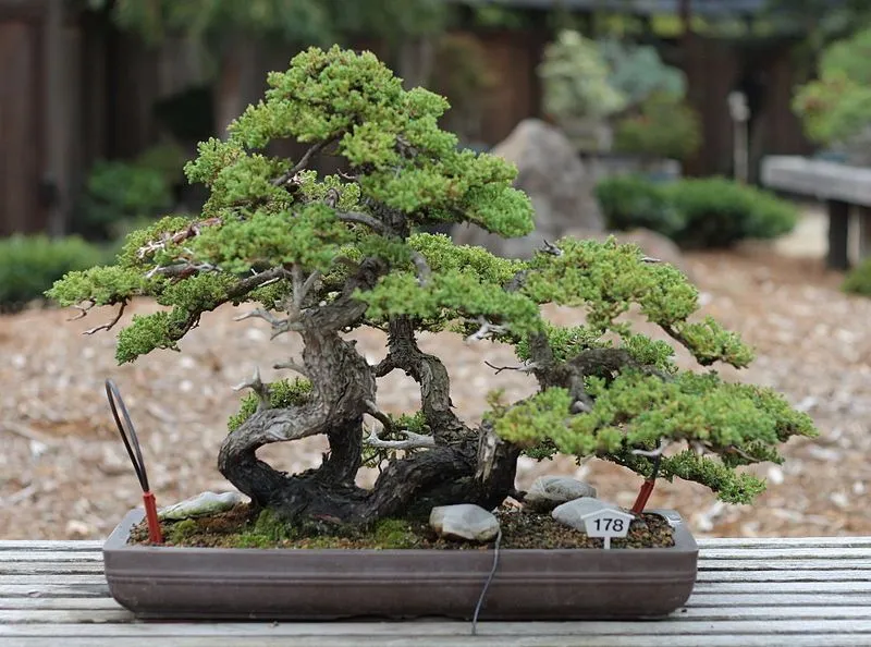 Tanaman Bonsai: Tips & Trik Merawat Pohon Mini Anda!