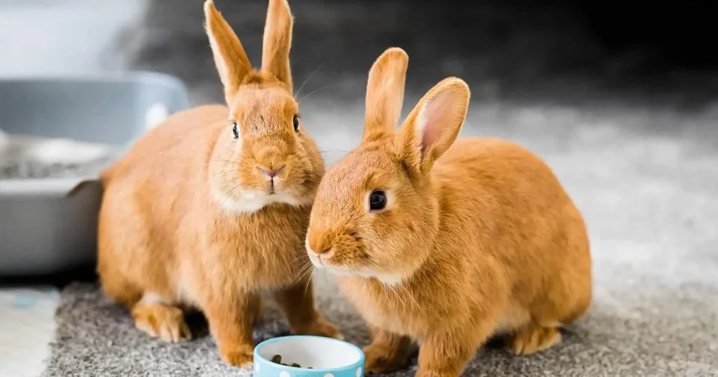 Tips Merawat dan Melestarikan Kelinci Ikuti Langkah Berikut!