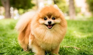 Anjing Tercantik di Dunia Pomeranian Anjing yang Menggemaskan