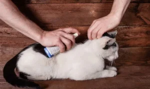 Beberapa Cara Mencegah dan Mengobati Kucing yang Berkutu