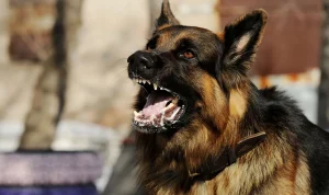 Ciri-Ciri Anjing Terpapar Rabies dan Cara Penanganannya