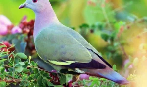 Jenis Burung Punai yang Ada di Indonesia