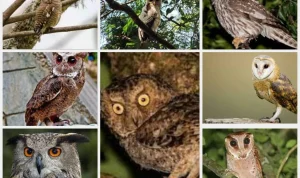Jenis-Jenis Burung Hantu yang Ada di Dunia