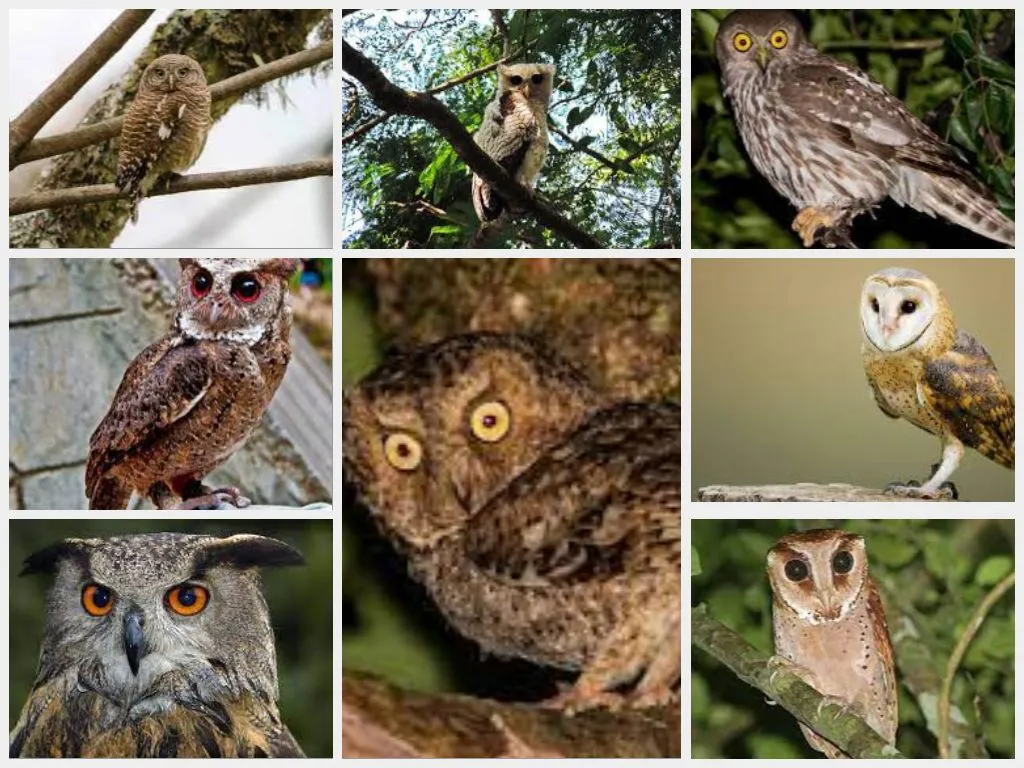 Jenis-Jenis Burung Hantu yang Ada di Dunia
