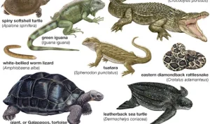 Jenis dan Ciri-Ciri Hewan Melata