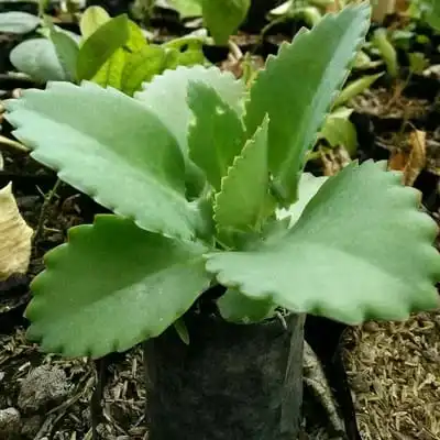 Khasiat Tanaman Cocor Bebek untuk Kesehatan Khasiat Tanaman Cocor Bebek untuk Kesehatan