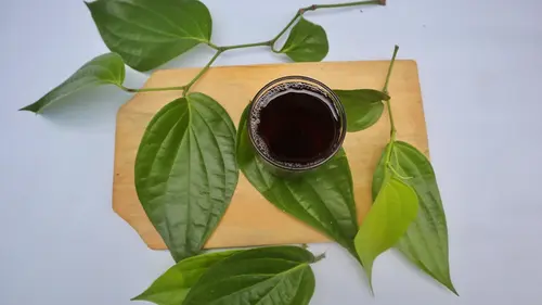 Manfaat dan Khasiat Daun Sirih untuk Kesehatan
