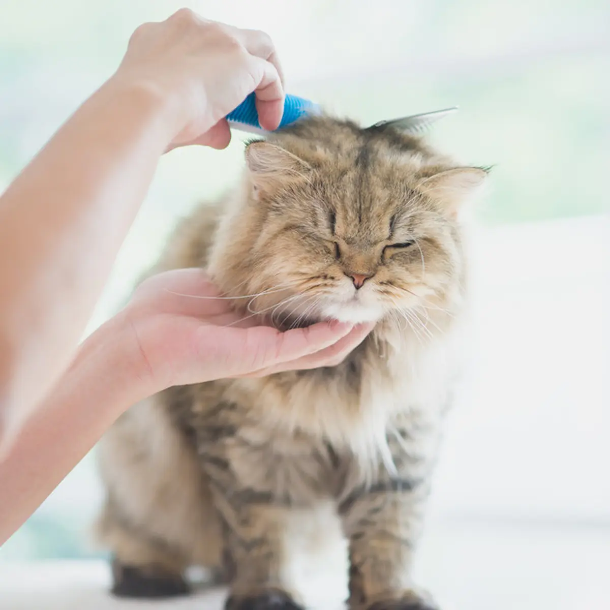 Merawat Bulu Kucing Anggora Biar Sehat dan Tidak Mudah Rontok