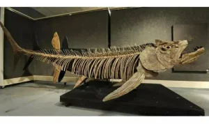 Penemuan Fosil Ikan Purba Berusia 210 Juta Tahun di Zimbabwe