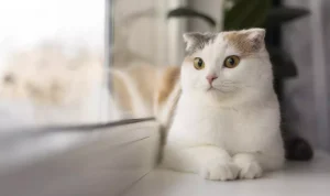 Penjelasan dalam Islam: Apa Arti Kucing Datang ke Rumah Kita