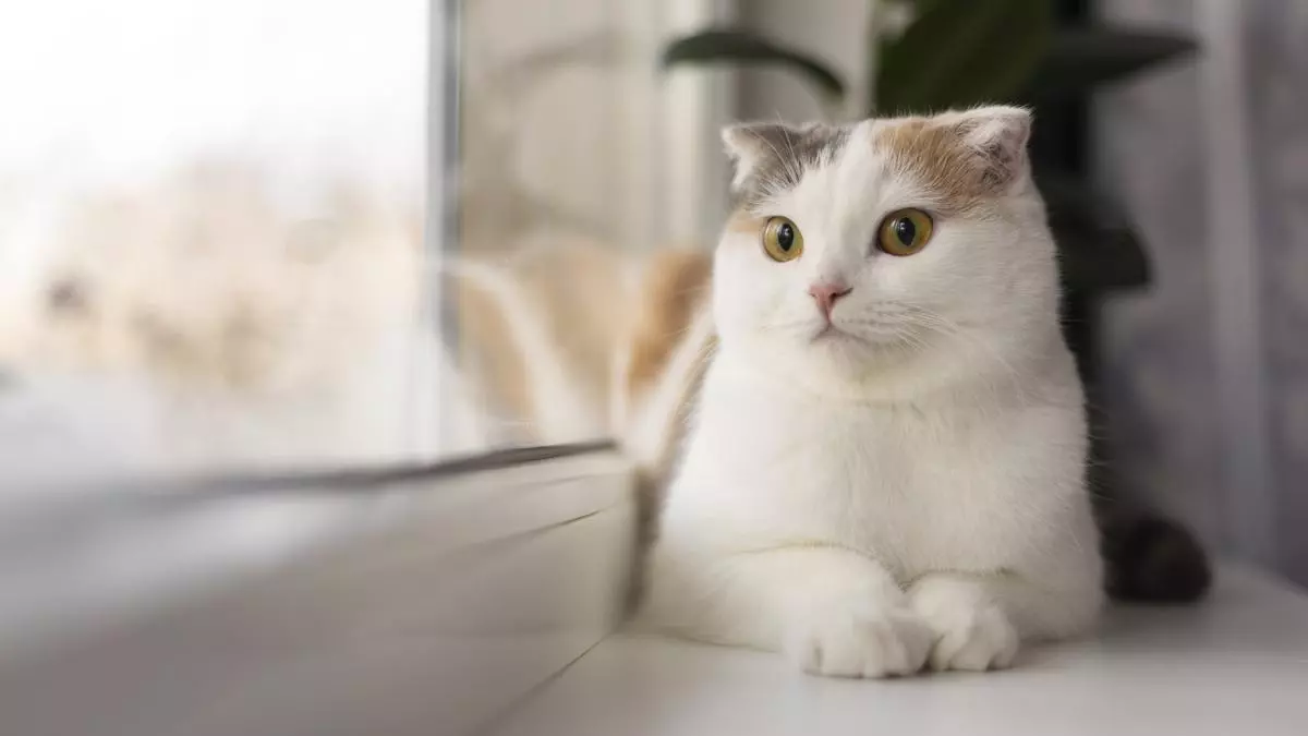 Penjelasan dalam Islam: Apa Arti Kucing Datang ke Rumah Kita