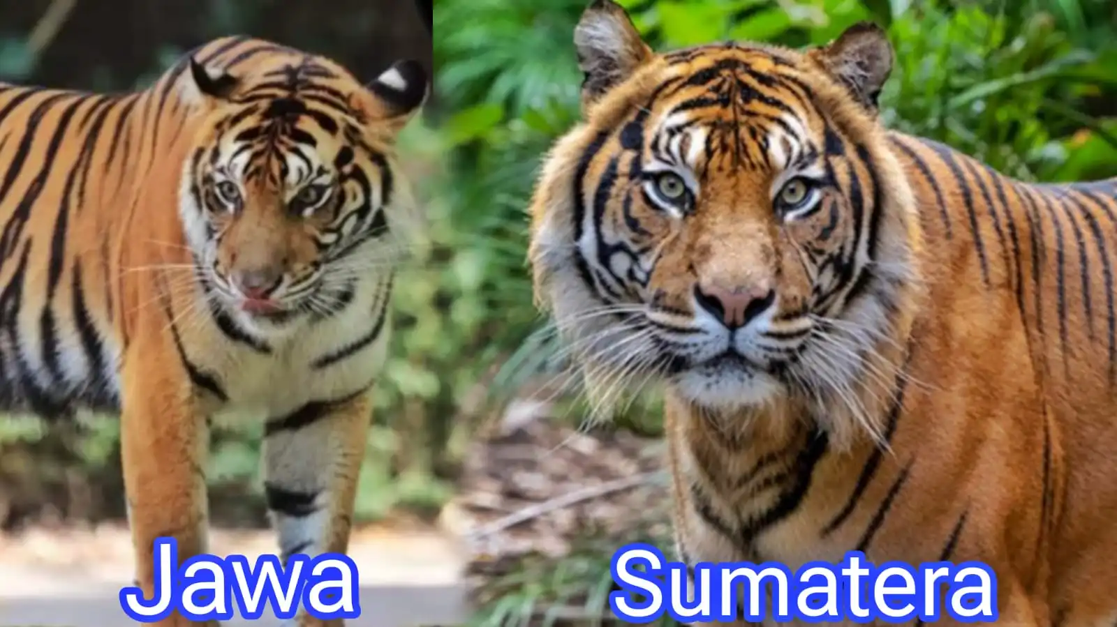 Perbedaan Harimau Sumatera dan Harimau Jawa
