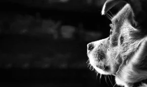 Perlindungan Anjing di Indonesia Peran Pemerintah!