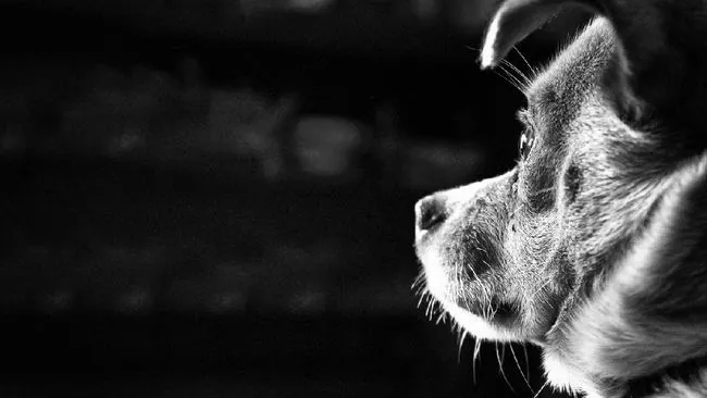 Perlindungan Anjing di Indonesia Peran Pemerintah!