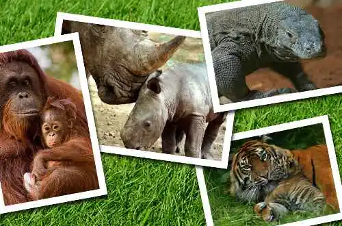 Perlindungan Hewan Langkah, Kebijakan Pemerintah Indonesia