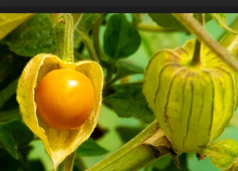 Rahasia Khasiat Tumbuhan Obat Ciplukan