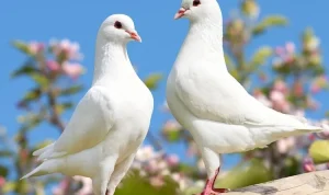 Tips Membuat Burung Merpati Menjadi Giring