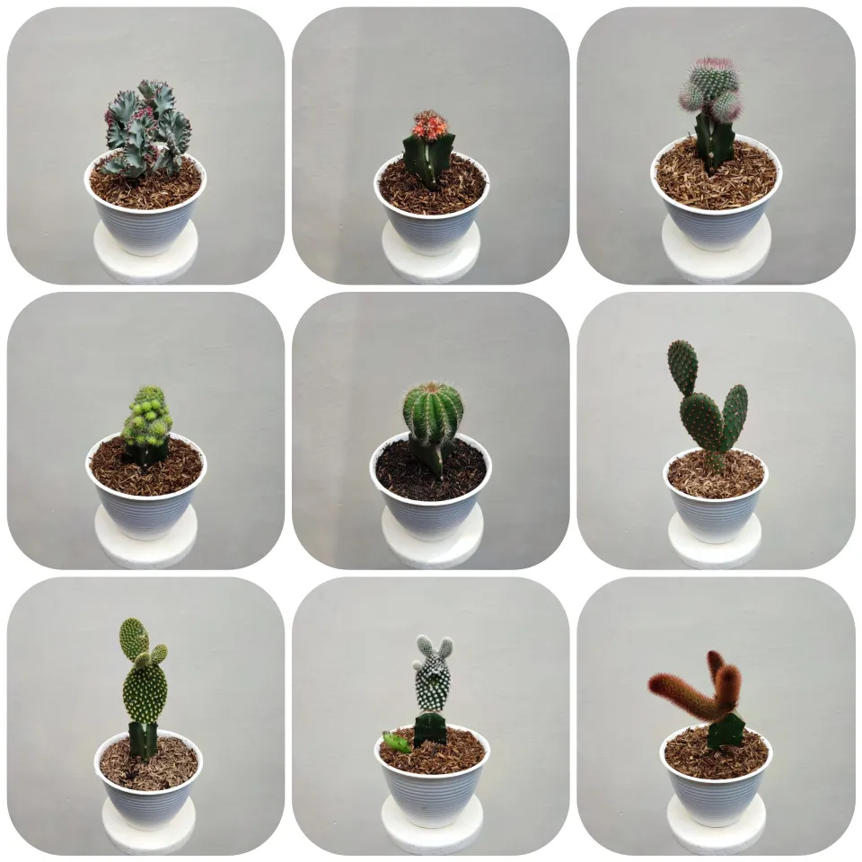 Jenis Tanaman Kaktus untuk Tanaman Hias di Rumah