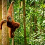 Penangkaran Orangutan Ekosistem Orangutan di Bukit Lawang