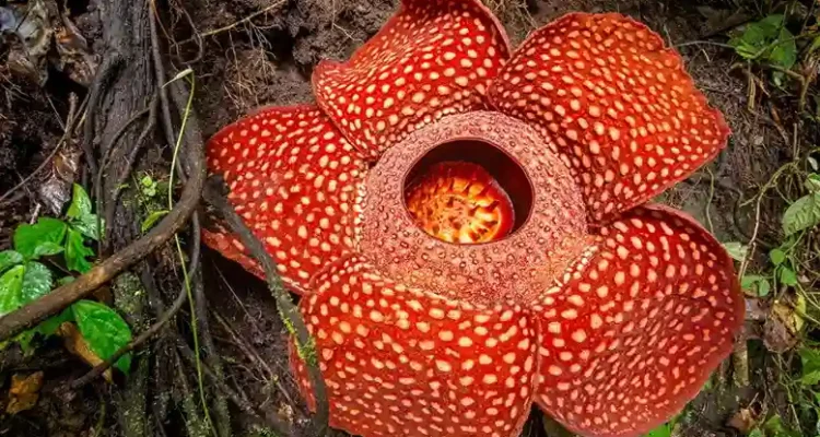 Tumbuhan yang Dilindungi di Indonesia: Kekayaan Alam Nusantara