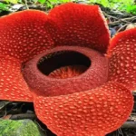 Tumbuhan Endemik Indonesia yang Menjadi Sorotan Dunia