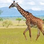 Kaki Panjang Jerapah