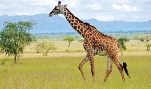 Kaki Panjang Jerapah