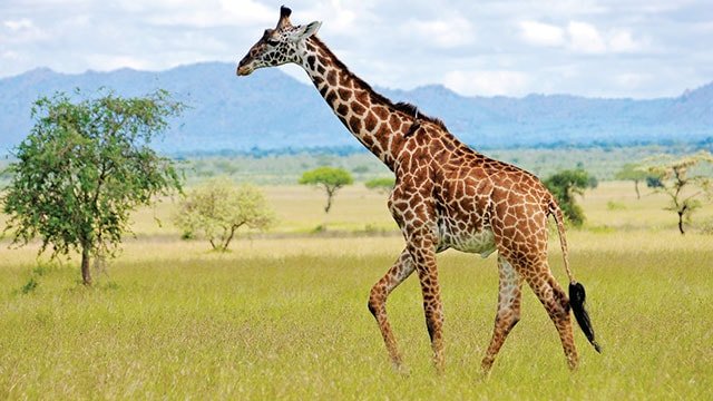 Kaki Panjang Jerapah