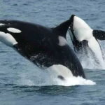Kecerdasan Lumba-lumba Orca