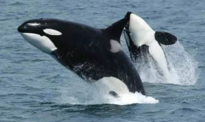 Kecerdasan Lumba-lumba Orca