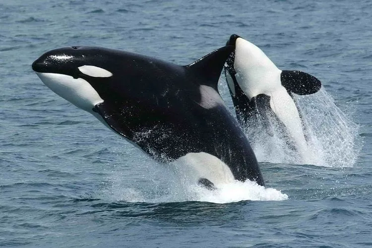 Kecerdasan Lumba-lumba Orca