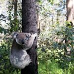 Koala Hidup di Pohon