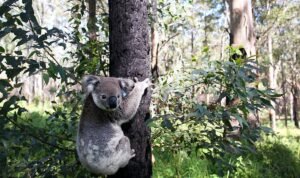 Koala Hidup di Pohon