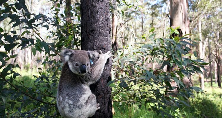 Koala Hidup di Pohon