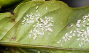 Kutu putih pada tanaman