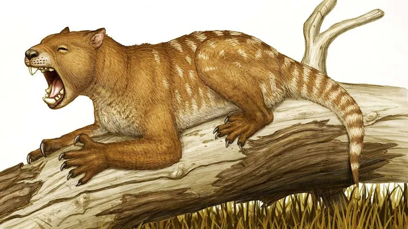Marsupial Purba Tak Berubah