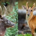Perbedaan Kijang dan Rusa